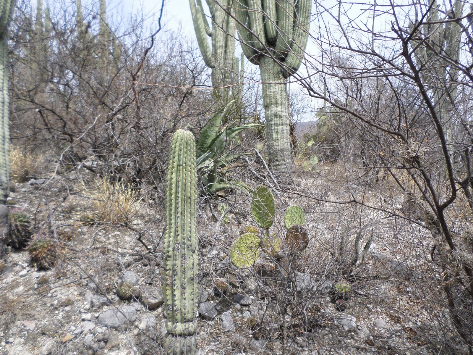 Prácticas Ecología- Equipo 5 : PRÁCTICA NO.5 "ANP Y ECOTECNIAS"