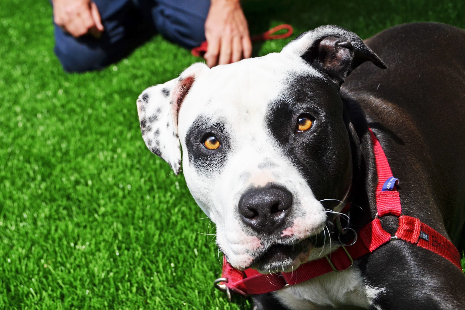 Dogs In the Bubble Bamboo Big Eye Loves You!
