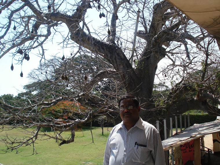 Under the shade of Baobab tree
