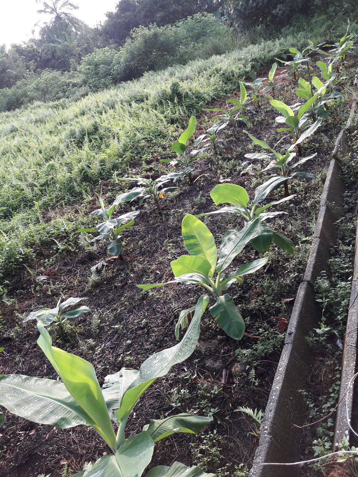 Urban Garden How to Grow Banana Plants