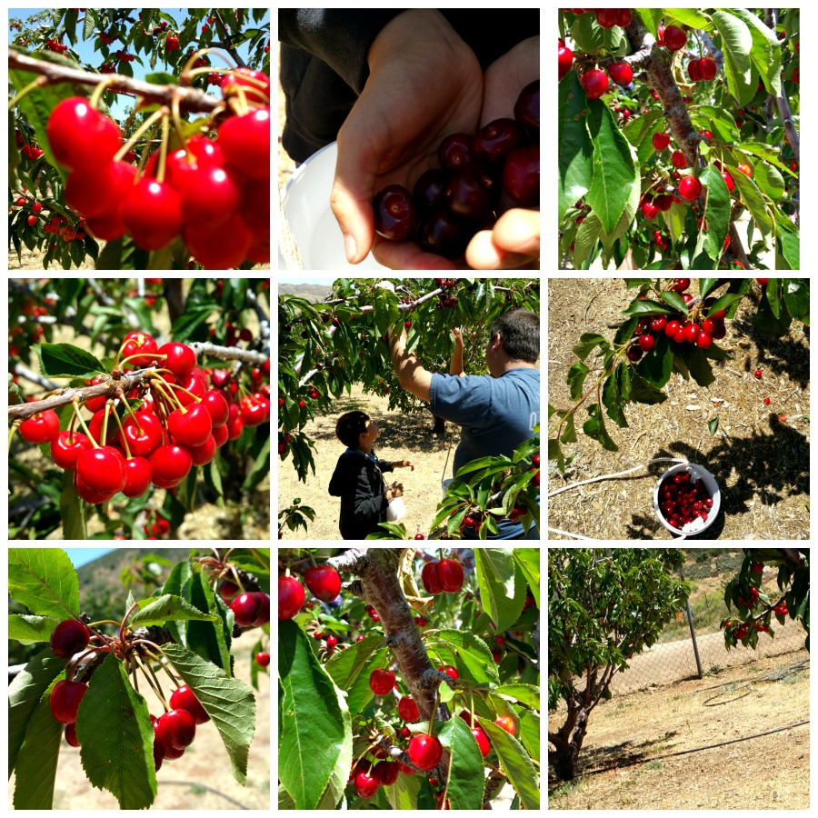 Cherry picking family field trip in Southern California.