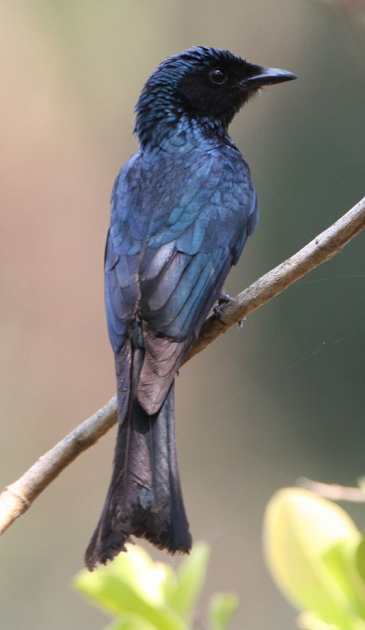 Mandy West Wildlife Photography Goan Birds