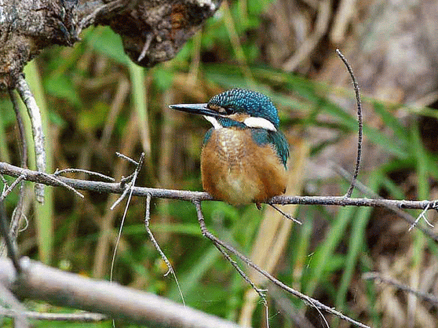 Kingfisher, perched,branch