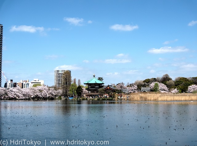 a large pond. cherry blossoms and a temple hall in the background.