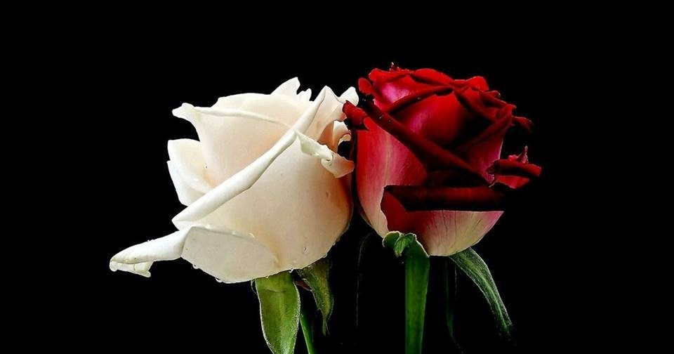UNA ROSA BLANCA Y UNA ROSA ROJA
