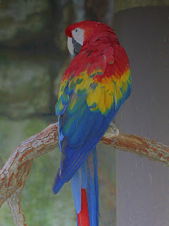 Macaw + Grayscale Gradient;  Mode Value; Opacity 50%
