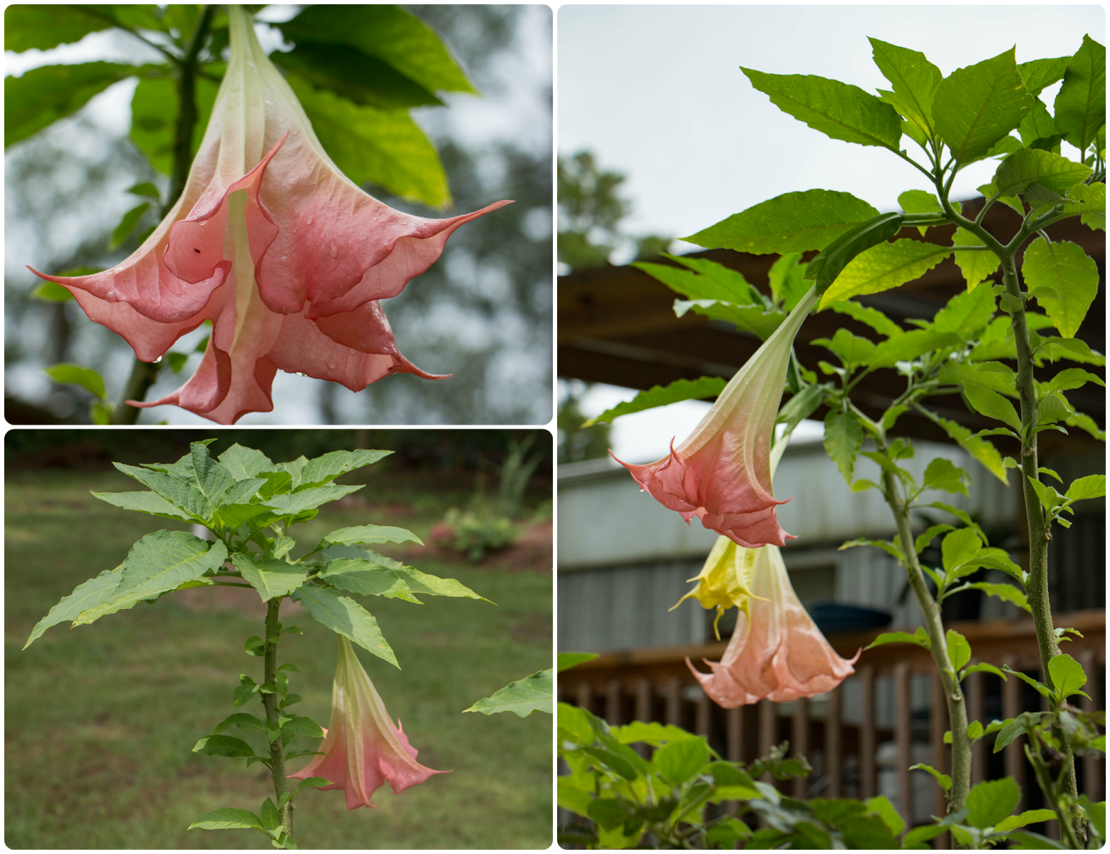 A Breath of Nature First Angel Trumpet Blooms