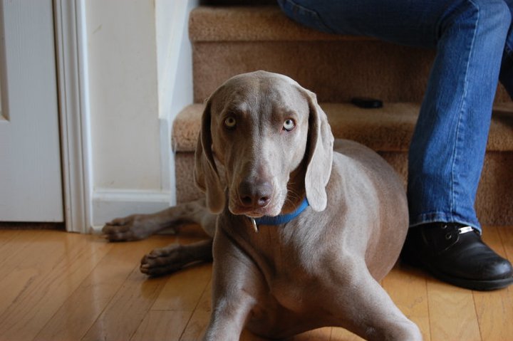 Zen Moments With My Weimaraners