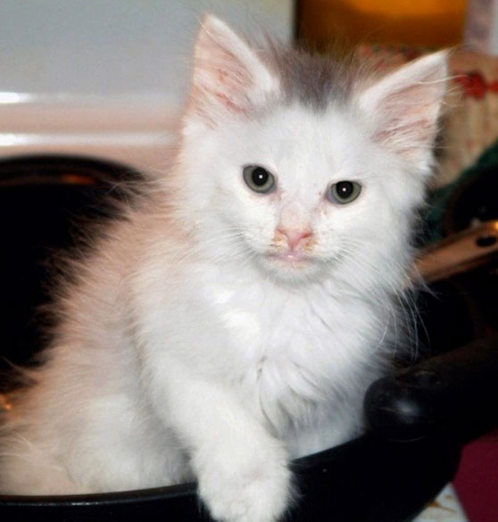 Cat Chit Chat Cat Pink Eye