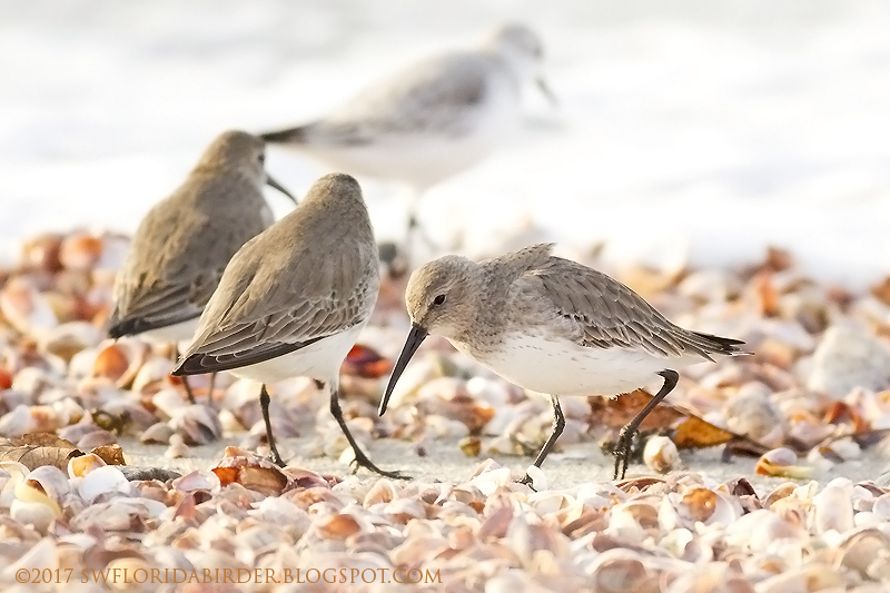Snowy Owl At Long Beach Connecticut Focusing on Wildlife