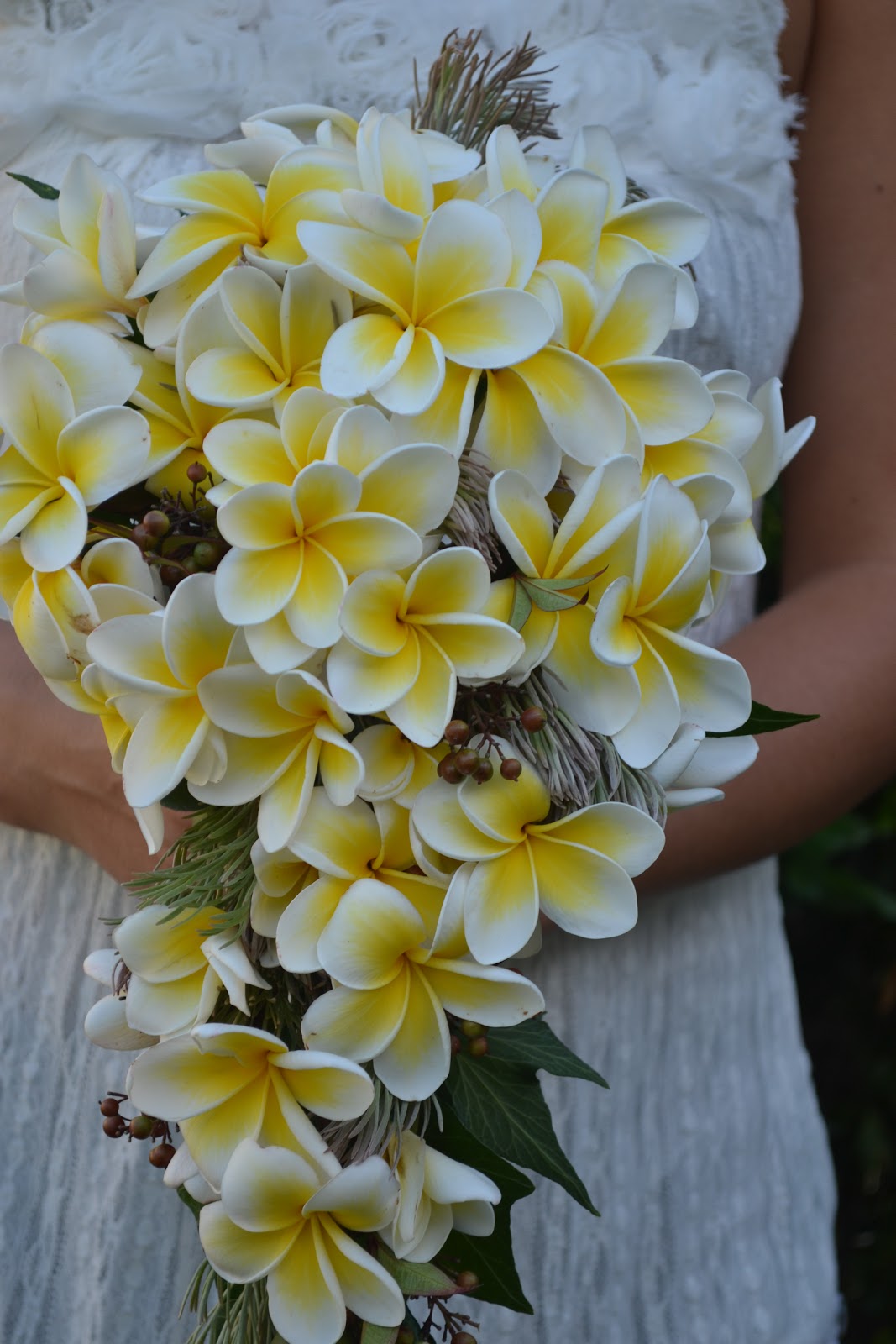 French Blue and Peachy Pink: THURSDAY FLOWERS...... Pretty Frangipani ...
