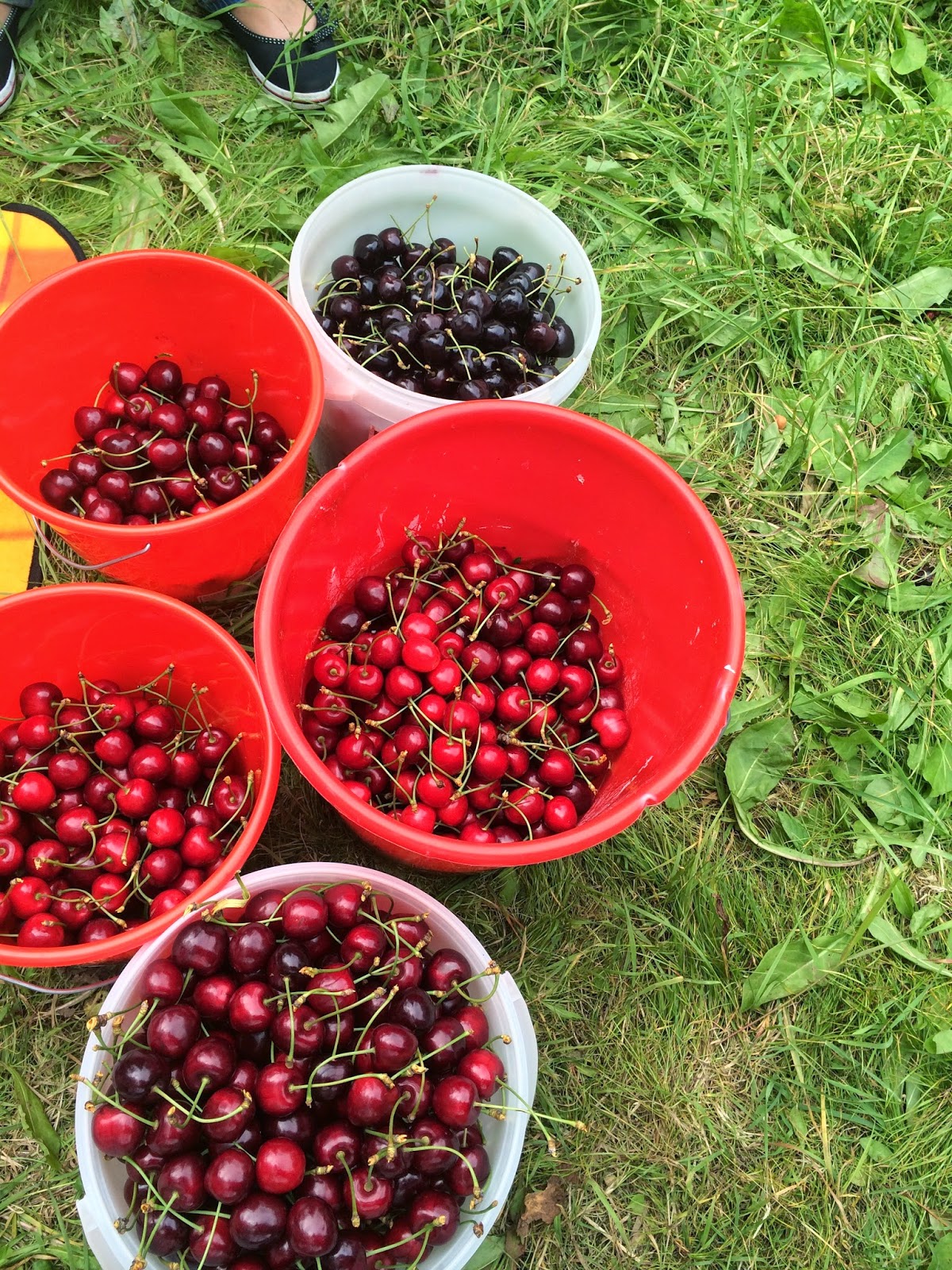 Craving for Food in Germany Cherries at Obsthof Schröder