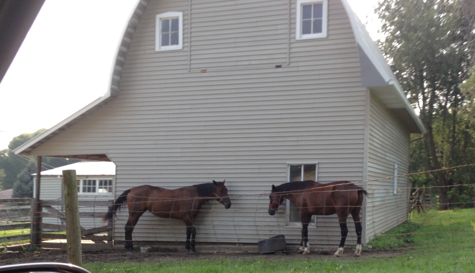 Amish Horses All About Horses