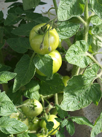 tomaatin kasvatus kasvihuoneessa