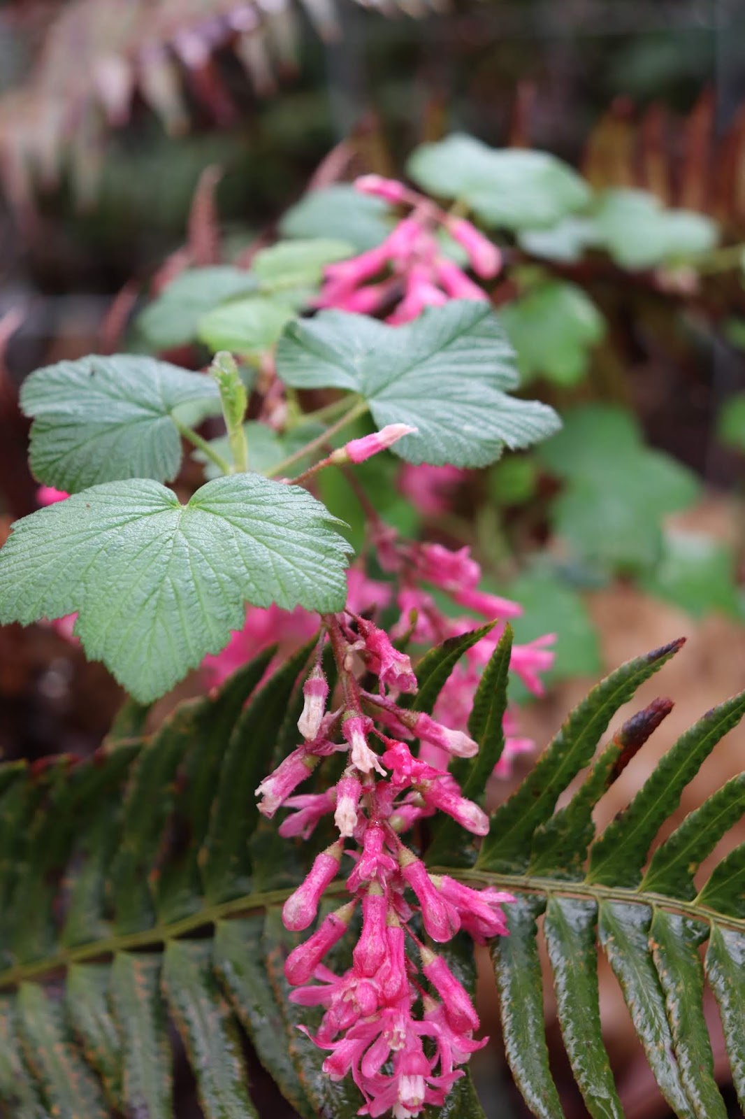 Wild Harvests The News On Red Flowering Currant