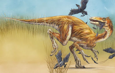 Sinocalliopteryx