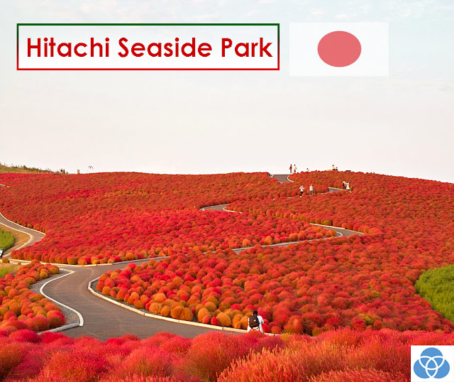 alt="Hitachi seaside park,travelling,japan,japan travelling,most beautiful park"