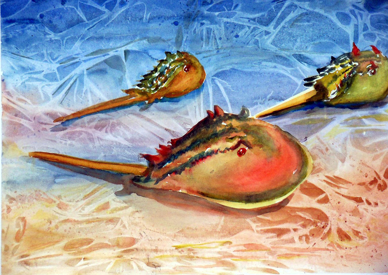 Gerilyn's Art World Horseshoe Crabs Along the Delaware