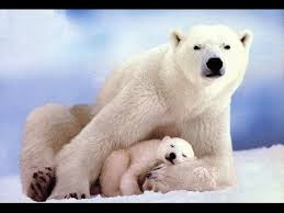 National Geographic Documentary - Polar Bears Lifes - Wildlife Animals National Geographic Documentary - Polar Bears Lifes - Wildlife Animals