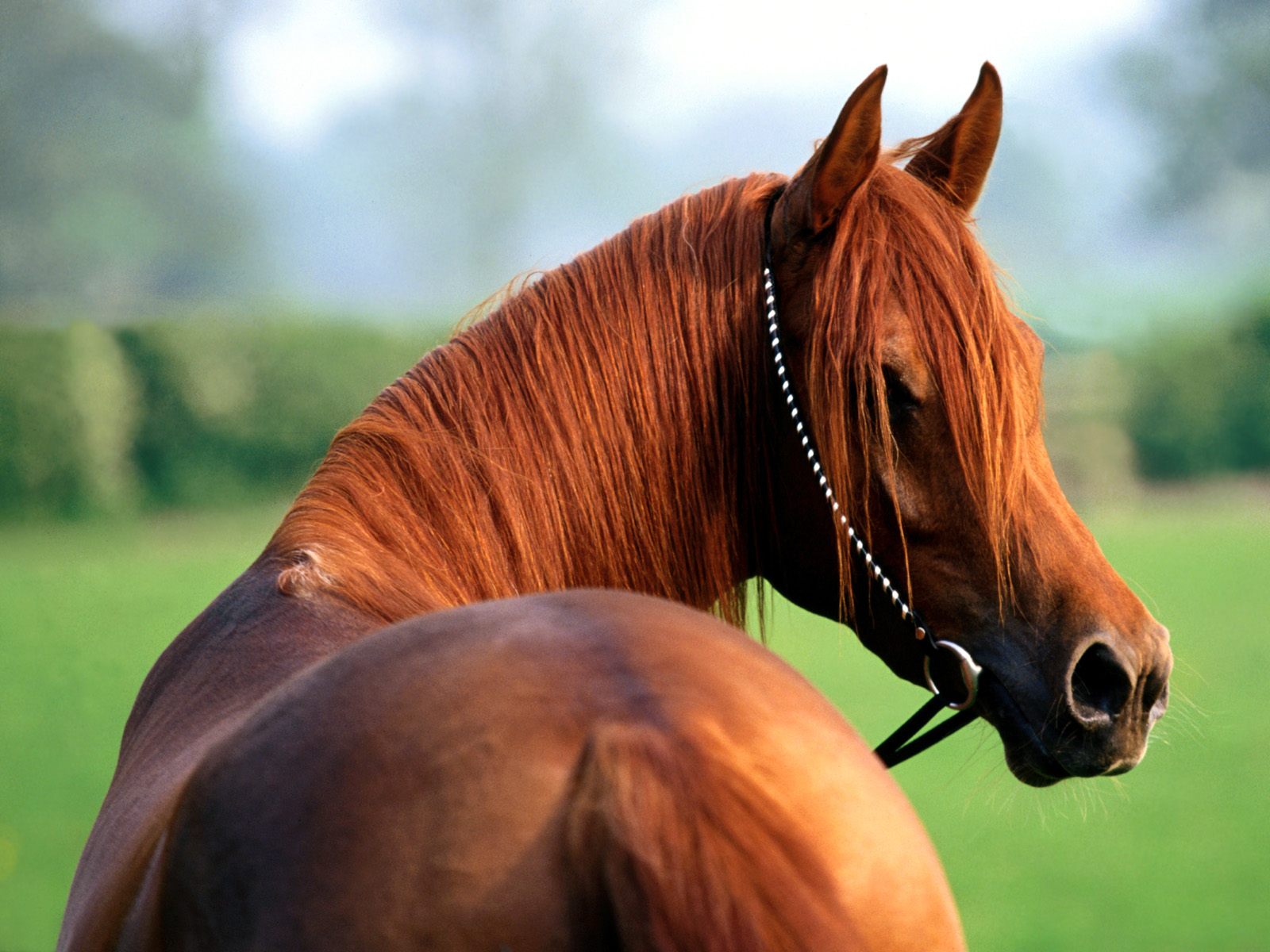 free wallpaper of horse