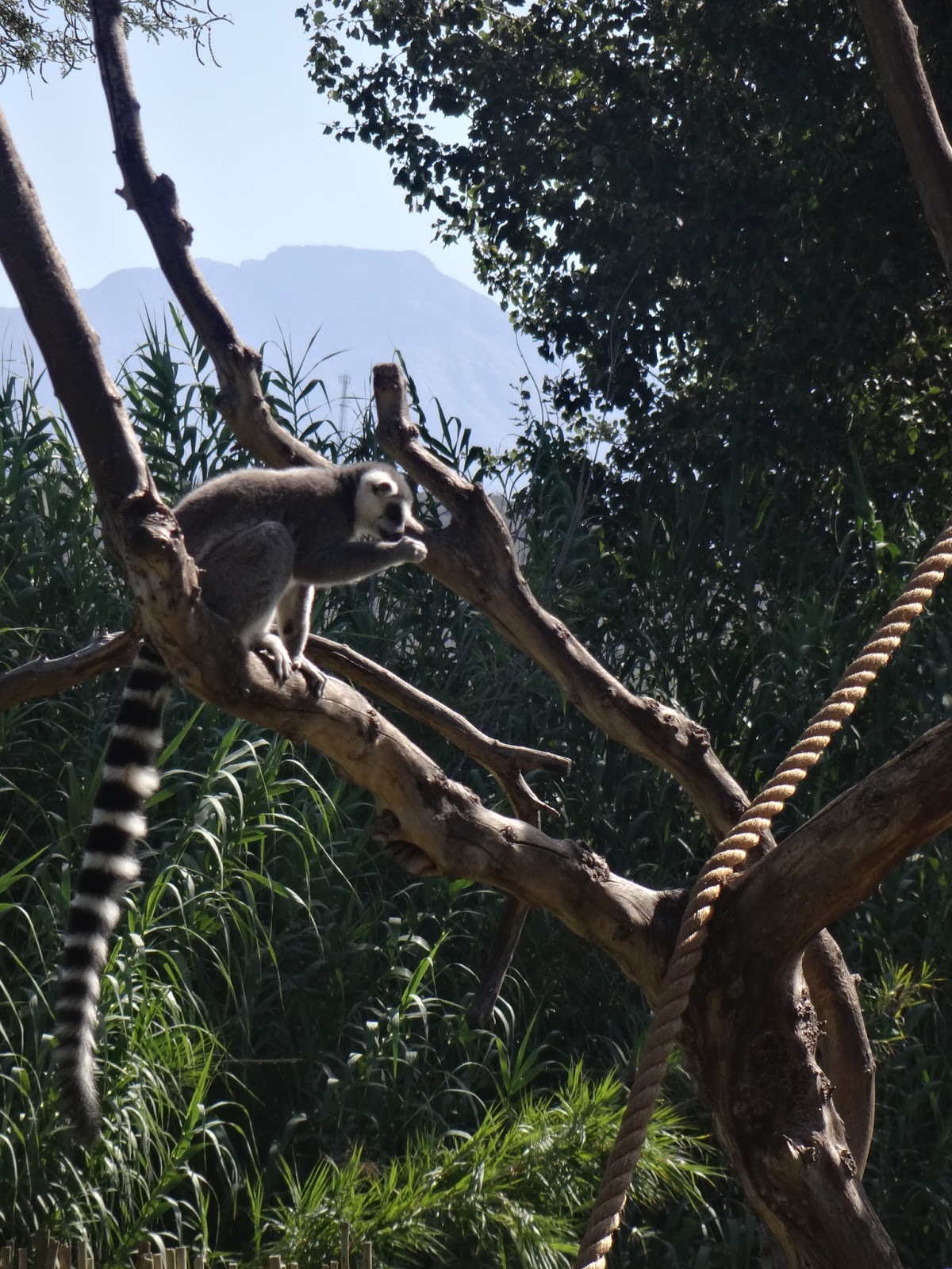 Katja goes South Africa: Garden Route Day 3 - Cuddling with cheetahs ...