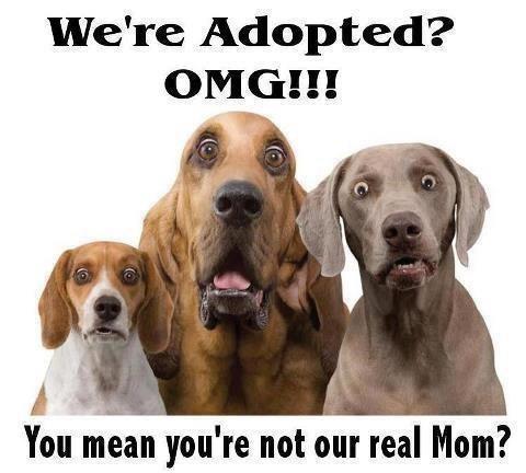 Pet Adoption