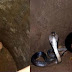 King Cobra Rescues Two Puppies That Fell Into a Pit - Watch it here!