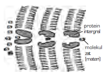 Difusi, Osmosis, Transpor Aktif, Endositosis dan ...