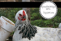 Brahma Chicken, farm,