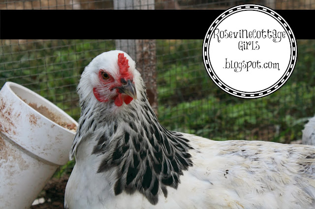 photo of a white and black chicken eating out of a homemade chicken feeder | rosevinecottagegirls.com | how to build a chicken feeder 