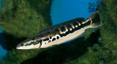 ZA FISH ACTION: Toman (Channa micropeltes), Snakehead Bergigi ...