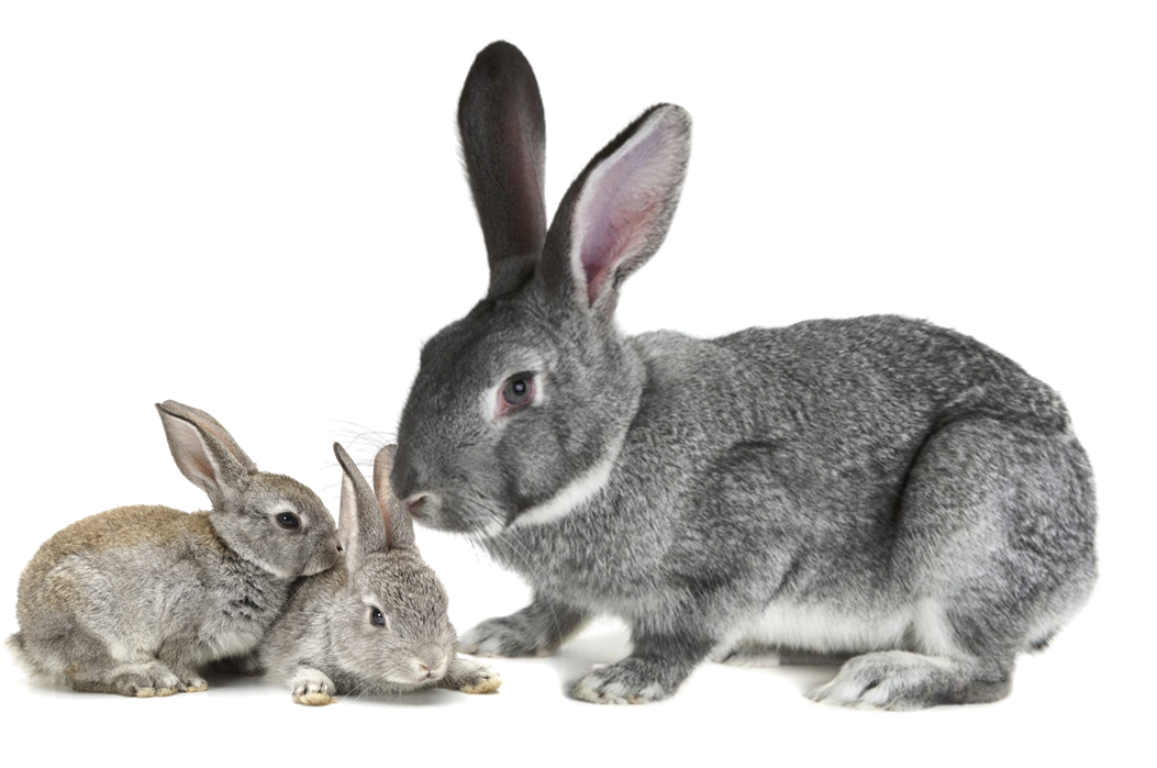 Off-Grid Home Sweet Home: American Chinchilla Rabbits...