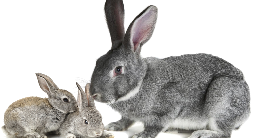 chinchilla rabbit care