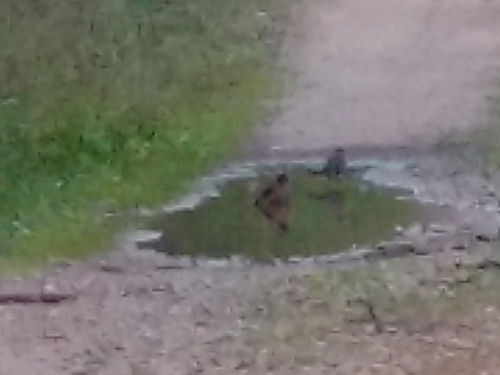 birds in a mudpuddle