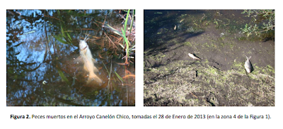 Peces muertos en el arroyo Canelón Chico - Contaminación en Aguas Corrientes