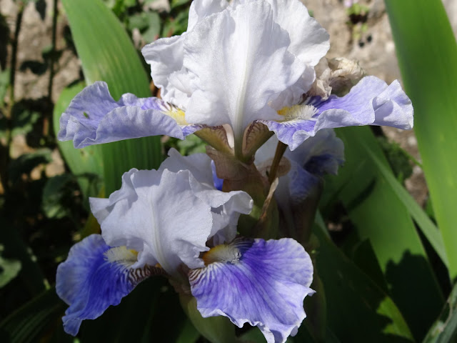 Floraisons 2016 de nos grands iris barbus et Bilan - Page 2 DSC07356