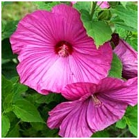 Manjadda Wajjada: Meminimalisir Dampak Polusi Udara