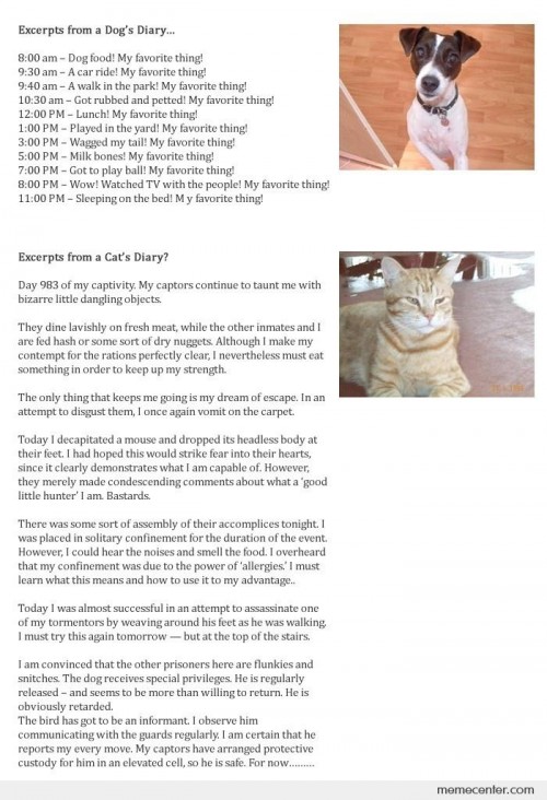 Gurgaon Book Club: What Cats & Dogs Think of Humans