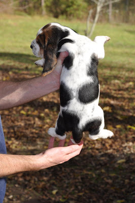 Basset puppy