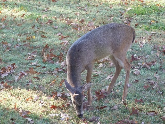 Young buck in the backyard