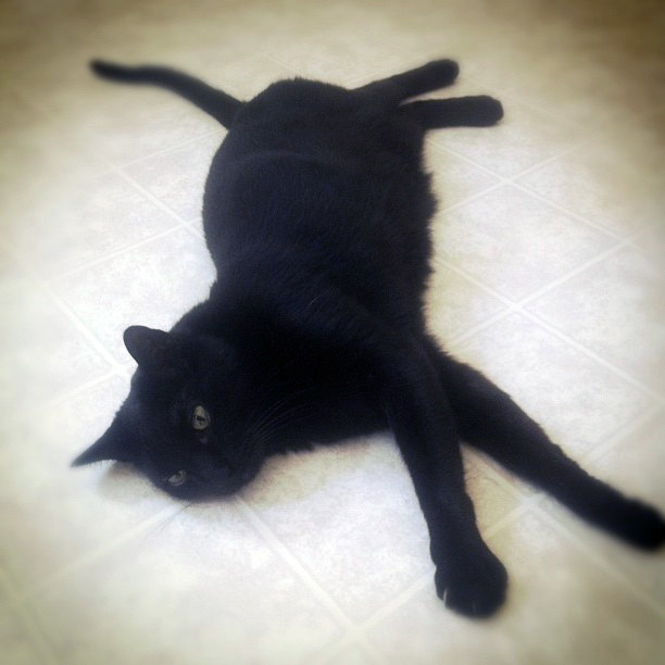 Fancy Tiger Crafts Cat Yarn! Meow Foundation Yarns are Here in Colors