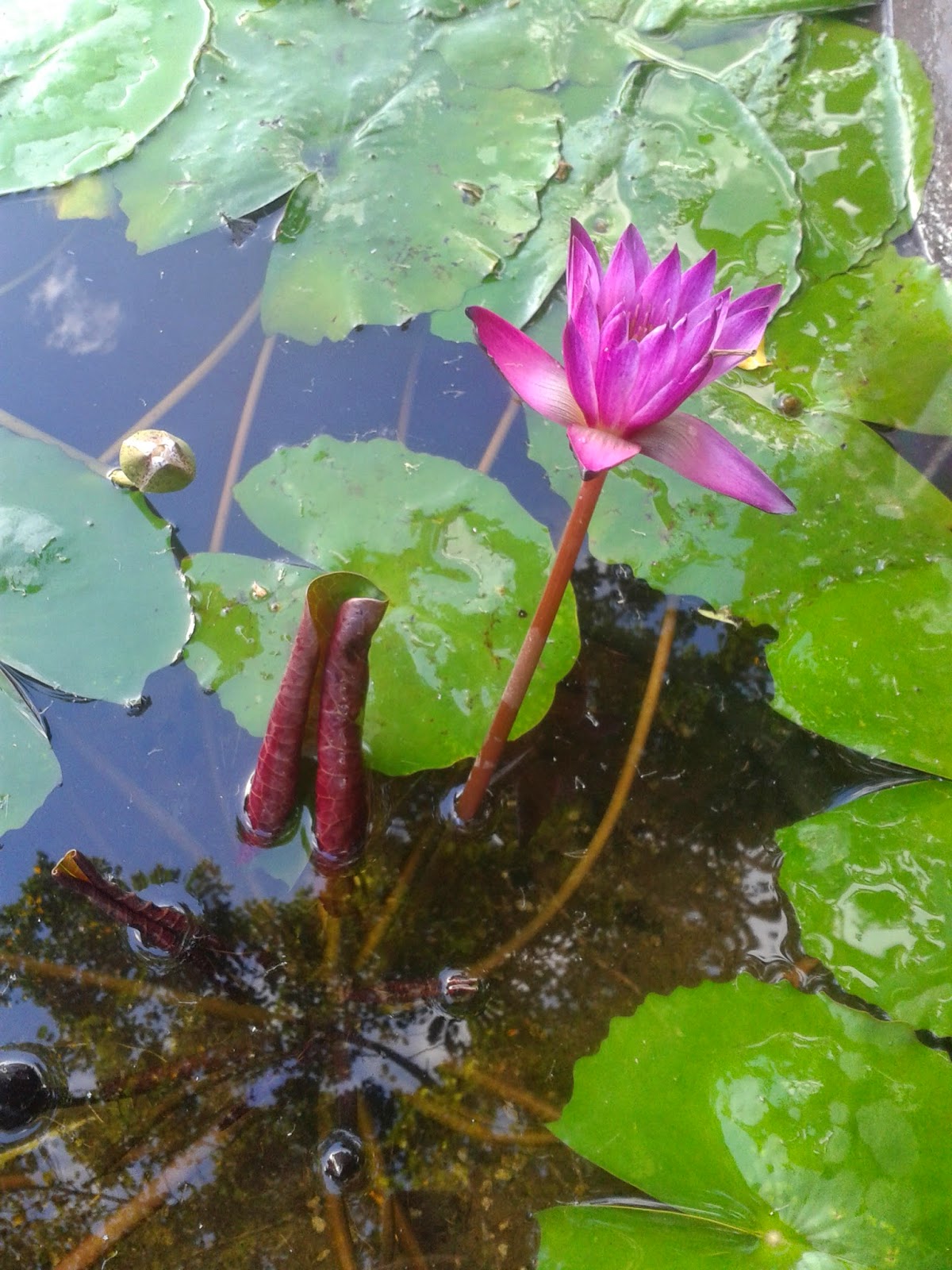 Philippine Culture and Surprises January 2015