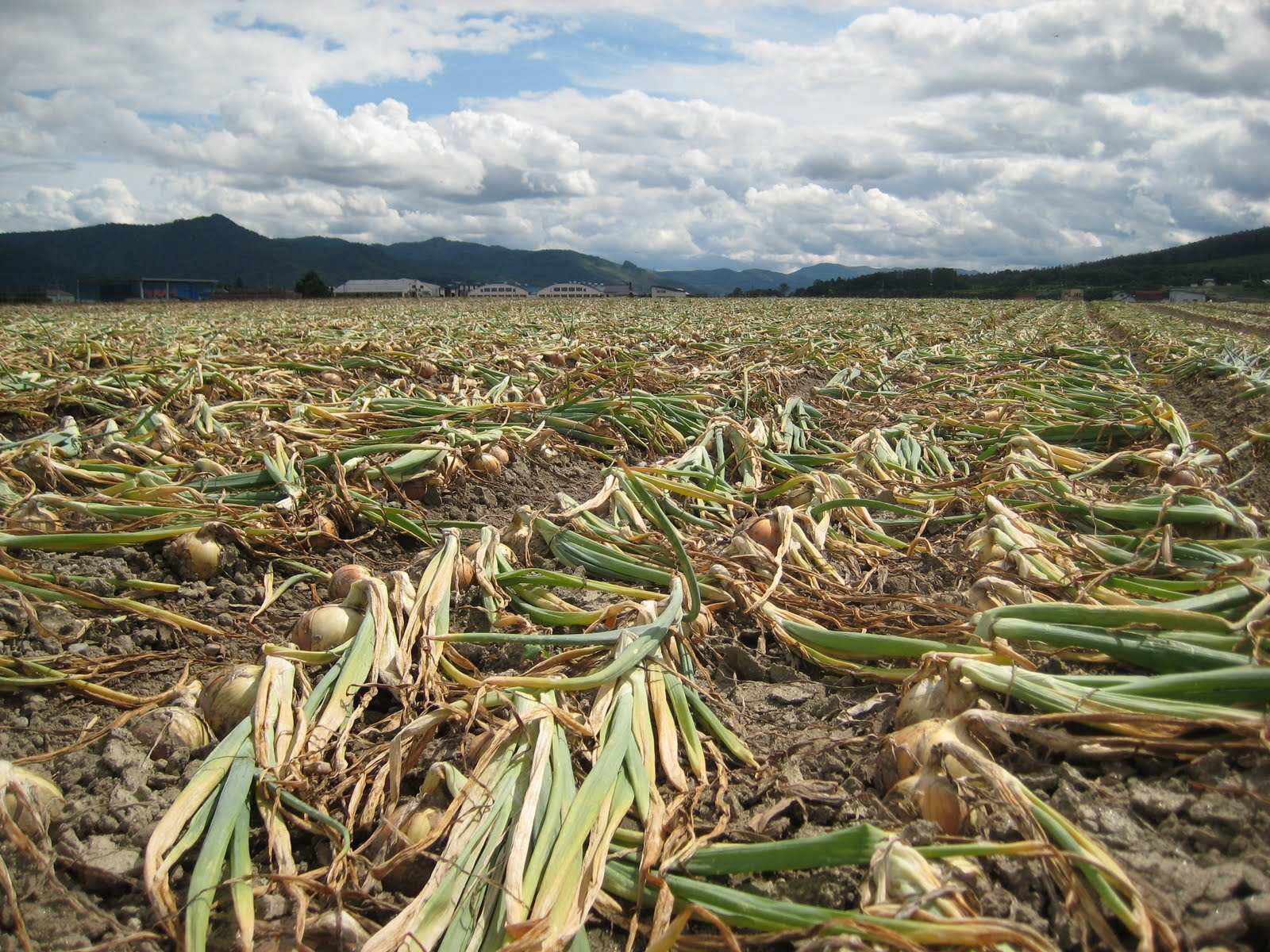 What's New in Furano? Onion Farm Report