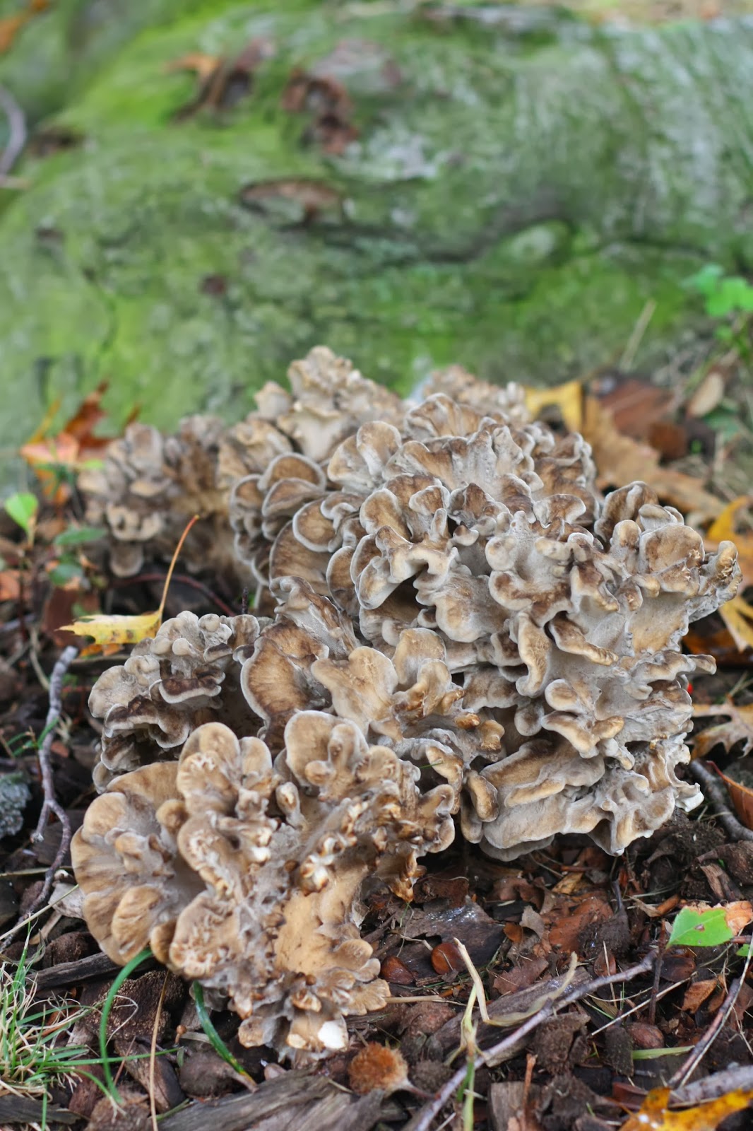 66 Square Feet (The Food) Maitake soup