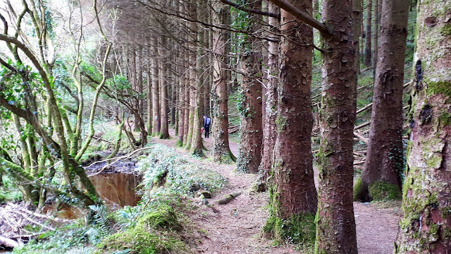 Mäntyrivistö, puro, metsä, polku istutettu metsä, metsä irlannissa