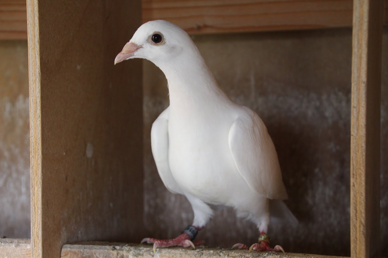 pigeons blancs pour lâcher de mariage