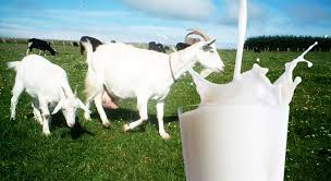 Supplier Susu Kambing Etawa Asli WA 0812-9063-4215 TSEL