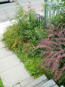 Leslieville front garden clean up before Paul Jung Gardening Services Toronto