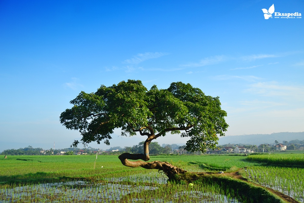 Pohon Pengantin Salatiga