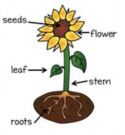 We Love English Natural Science Unit 5 And 6